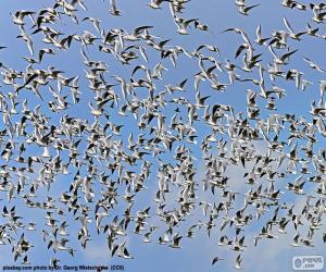 Rompicapo di Stormo di uccelli