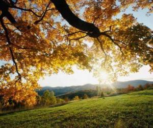 Rompicapo di Susseguirsi di colline, con alcuni alberi