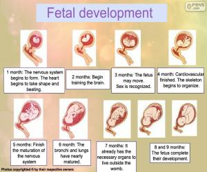 Rompicapo di Sviluppo fetale (Inglese)