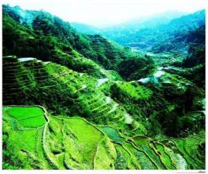 Rompicapo di Terrazze di riso della Cordigliera filippina