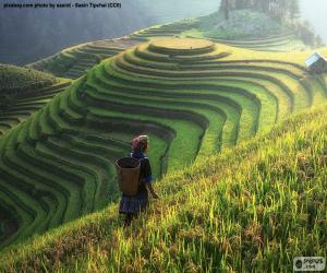 Rompicapo di Terrazze di riso, Thailandia