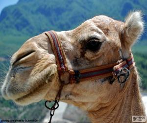 Rompicapo di Testa del cammello arabo