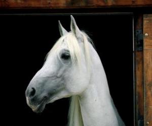 Rompicapo di Testa di cavallo bianco