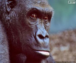 Rompicapo di Testa di Gorilla