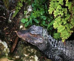 Rompicapo di Testa di un coccodrillo che resta in attesa di una preda tra le piante