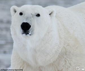 Rompicapo di Testa di un orso polare