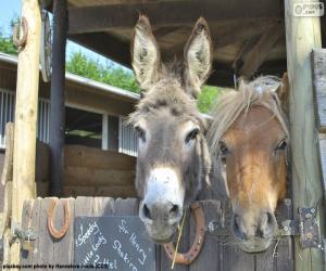 Rompicapo di Teste d'asino e pony