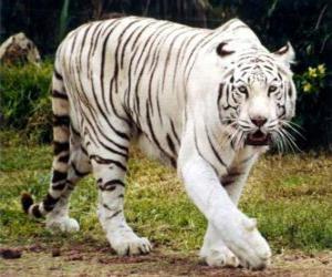 Rompicapo di Tigre bianca