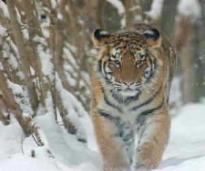 Rompicapo di Tigre dell'Amur o siberiana