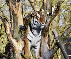 Rompicapo di Tigre di controllare il suo territorio