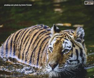 Rompicapo di Tigre nell'acqua