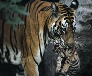 Rompicapo di Tigre portando il suo bambino