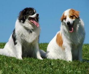 Rompicapo di Tornjak è una razza di cane pastore nativo di montagna in Bosnia-Erzegovina e Croazia