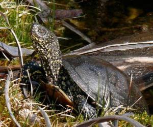 Rompicapo di Tortuga d'estany