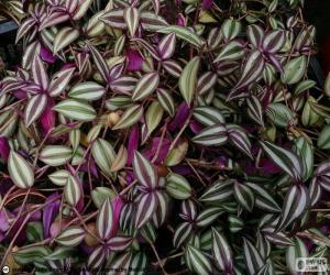 Rompicapo di Tradescantia zebrina