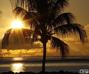 Rompicapo di Tramonto, Palm