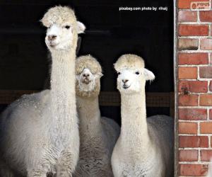 Rompicapo di Tre Alpaca