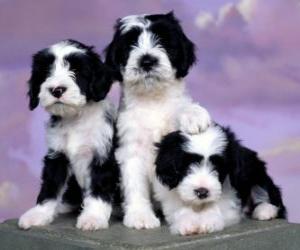 Rompicapo di Tre bellissimi cuccioli