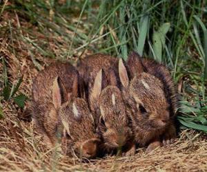 Rompicapo di Tre conigli aspettando la madre