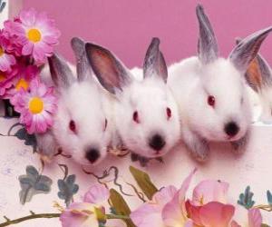 Rompicapo di Tre conigli