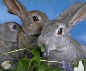 Rompicapo di Tre conigli