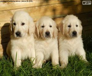 Rompicapo di Tre cuccioli di golden retriever