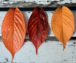 Rompicapo di Tre foglie di autunno