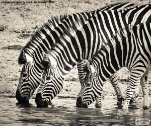 Rompicapo di Tre zebre che bevono