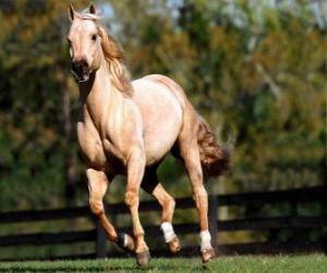 Rompicapo di Trotto a cavallo