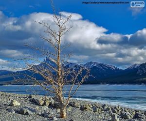 Rompicapo di Un albero morto vicino al lago