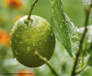 Rompicapo di Un limone verde