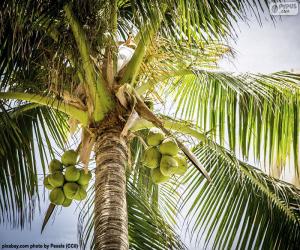 Rompicapo di Un palma da cocco