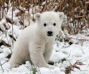 Rompicapo di Un piccolo orso