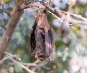 Rompicapo di Un pipistrello dorme appeso al ramo