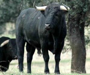 Rompicapo di Un toro aggressivi