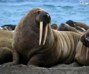 Rompicapo di Un tricheco con le sue lunghe zanne, un grande mammifero semi-acquatico dall'Artico