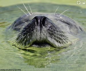 Rompicapo di Una foca in acqua