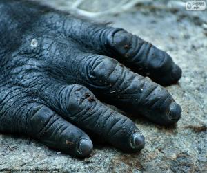 Rompicapo di Una mano di gorilla