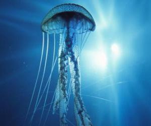 Rompicapo di Una medusa con i suoi tentacoli