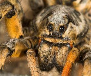 Rompicapo di Una tarantola, un ragno di grandi dimensioni con lunghe gambe piene di peli