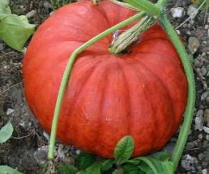 Rompicapo di Una zucca grande, il frutto della pianta zucca nativa di America