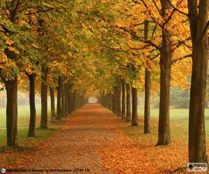 Rompicapo di Via tra gli alberi in autunno