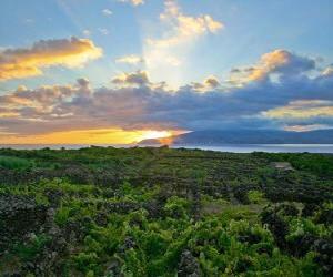 Rompicapo di Vigneto paesaggio dell'isola Pico, Portogallo.