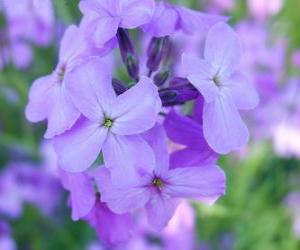 Rompicapo di Viole, una pianta ornamentale con fiore utilizzata nei giardini