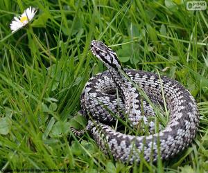 Rompicapo di Vipera berus, marasso