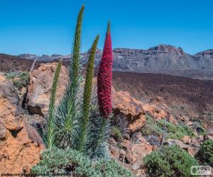 Rompicapo di Viperina di Tenerife, Tenerife