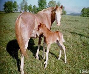 Rompicapo di Virginia Highlander cavallo originari degli Stati Uniti