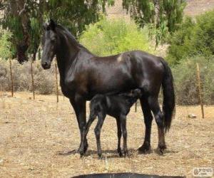 Rompicapo di Vlaamperd cavallo originari del Sud Africa
