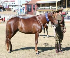 Rompicapo di Waler cavallo originaria dell'Australia