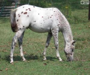 Rompicapo di Walkaloosa cavallo originari degli Stati Uniti